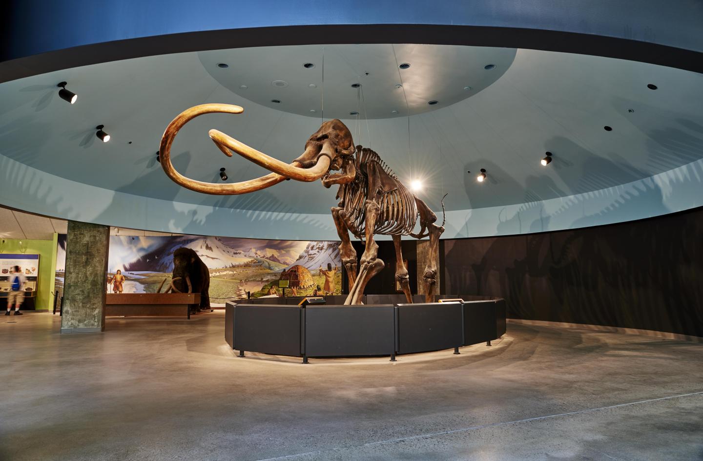 La Brea Tar Pits Mammoth Skeleton