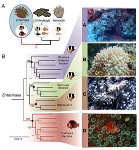 A schematic phylogenetic tree showing the main lineages of giant sea anemones (A) and the four groups of the Entacmaea lineage with their anemonefish associations (B)