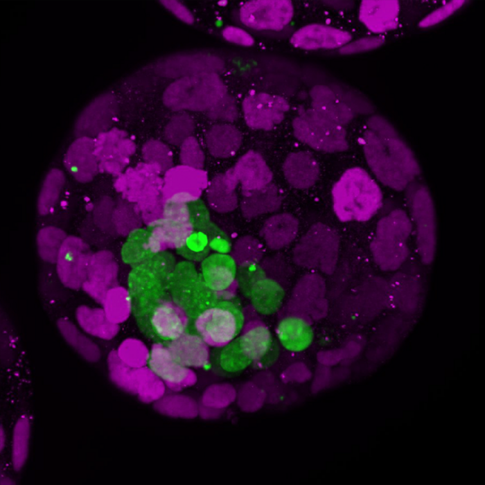 A mouse blastoid fluorescently stained for various cellular components