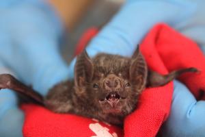 Vampire bat