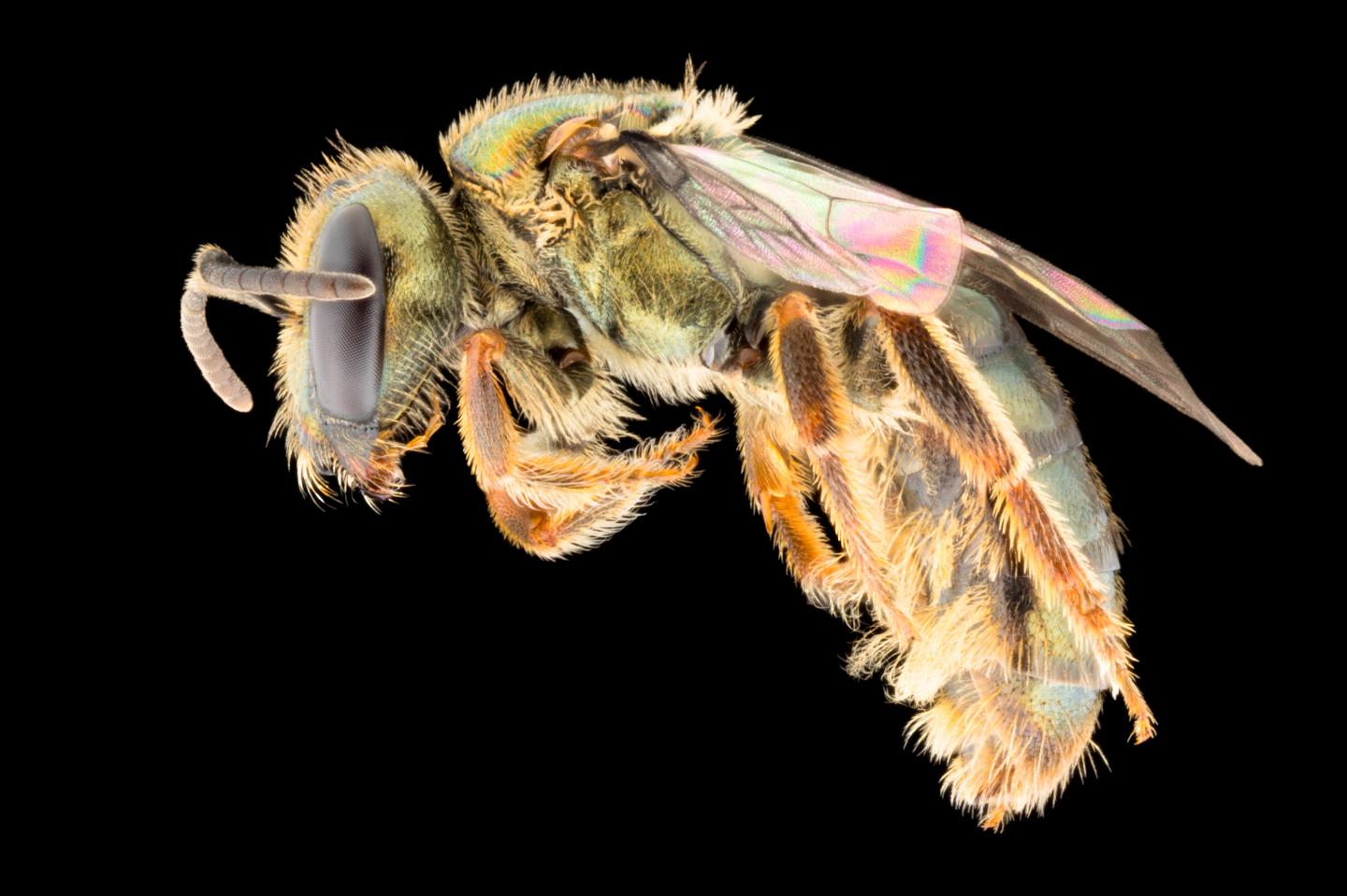 Closeup of Female