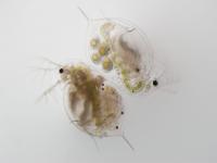2 <I>Daphnia</I> Infected and Uninfected by <I>Metschnikowia</I>