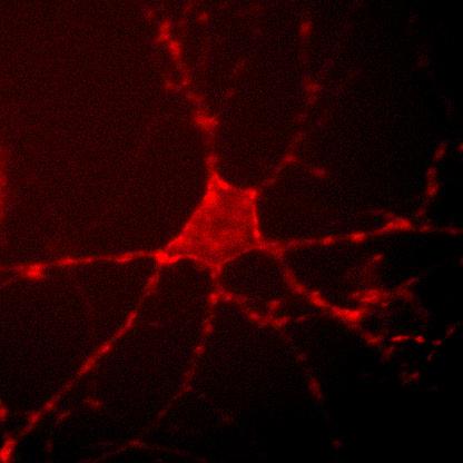 Archer1 Serves as Fluorescent Voltage Sensor in Neurons