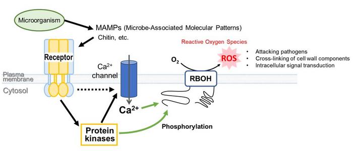 A schematic depicting plant infection defense response