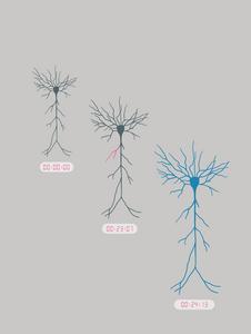 Extended Timing: Scientists have identified a key step in how neurons encode information on timescales that match learning