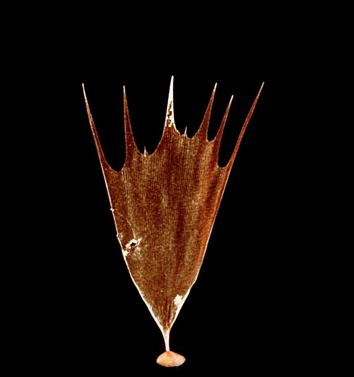 3D X-ray Computed Tomography of a Single Scale from the Upper Surface of the Forewing