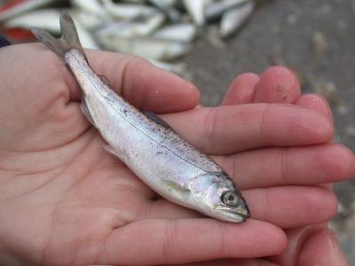 chinook salmon smolt