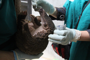 Pangolin health sampling