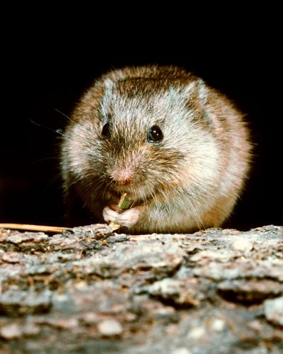 A New Reservoir of Lyme Disease?