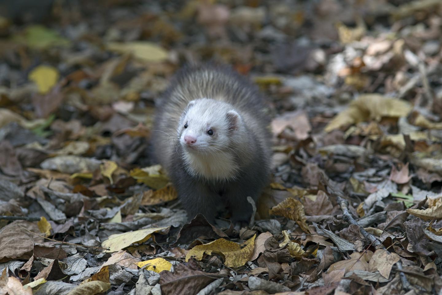 Domestic Ferret