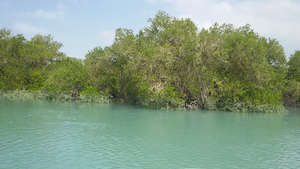 Mangrove ecosystems of Qeshm Island in the Persian Gulf, Iran