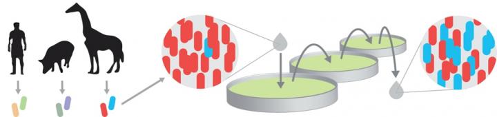 Cartoon Showing Coexistence between Bacteria