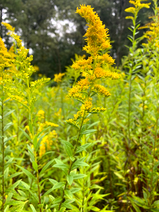 Tall goldenrod