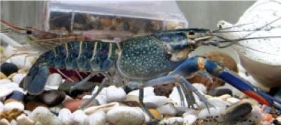 Freshwater Crustacean