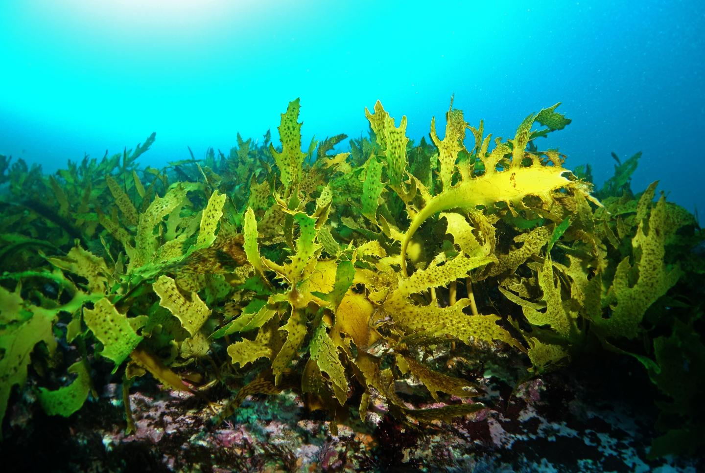Underwater Kelp Forests