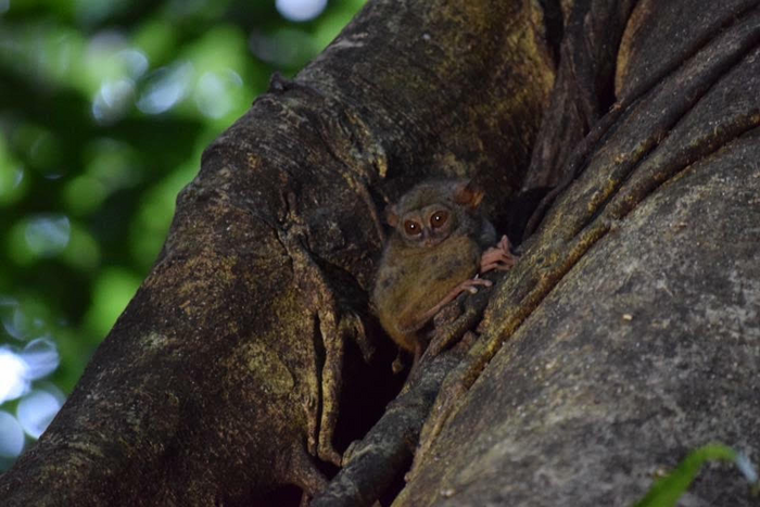 Gursky’s spectral tarsier