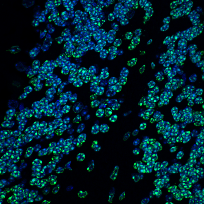 Immunofluorescence staining of the mouse brain