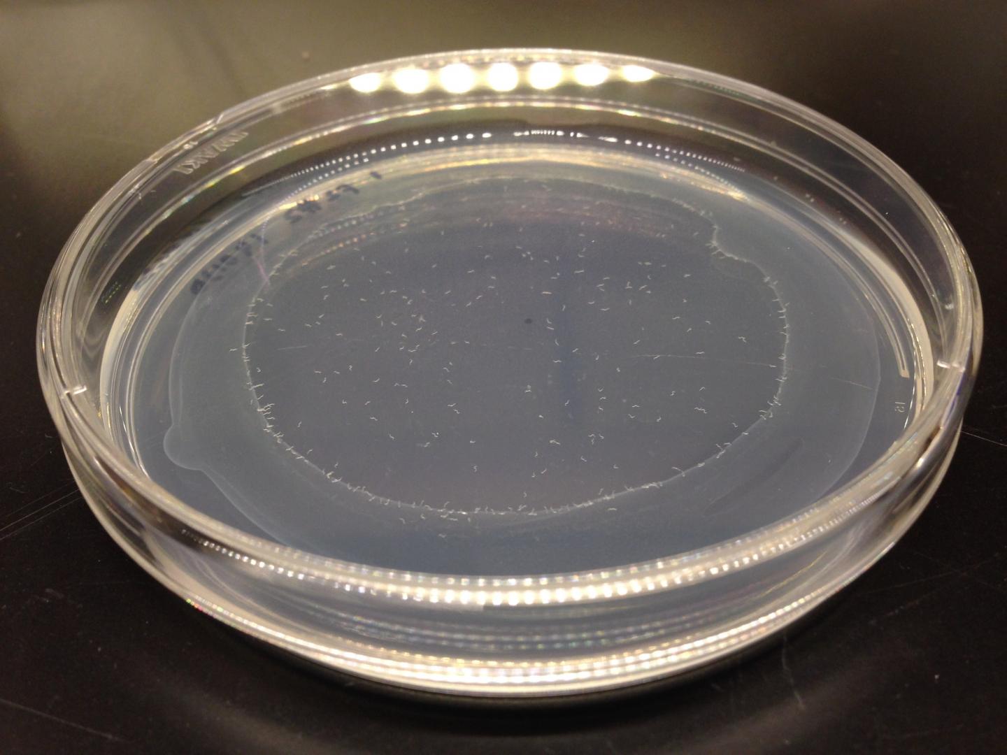 The C. elegans "edge assay"