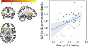 Volume of grey matter in entrepreneurs compared to managers