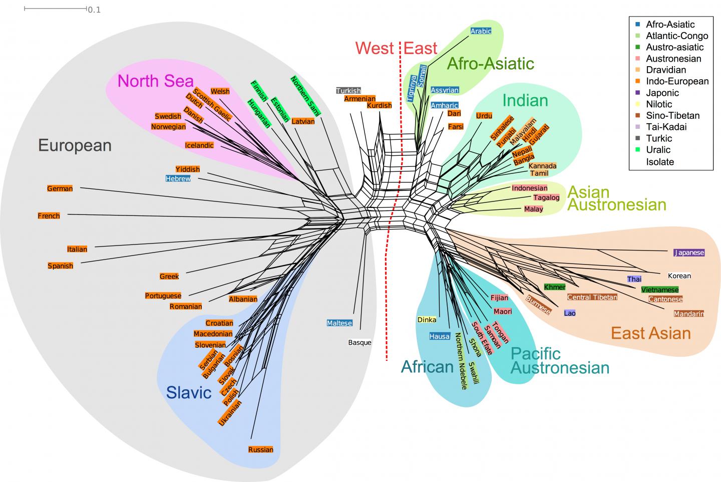 Linguistic and Cultural Knowledge Affect whether Languages Are Identified Correctly
