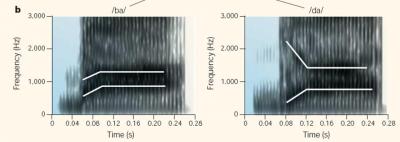 Infancy and Fast-changing Sounds