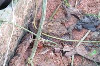 Small-banded kukri snake managed to slit through the abdomen of a toad