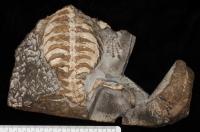 New Fossil of the Oldest Proto Turtle, <i>Eunotosaurus</i>