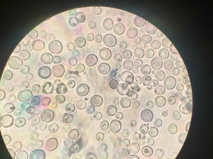 <i>Wickerhamomyces ciferii</i>