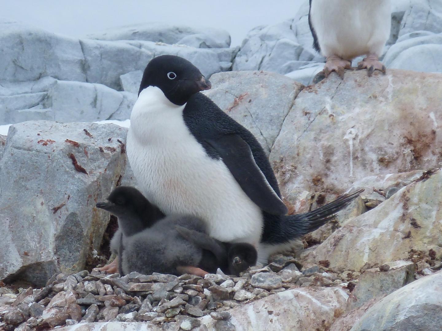 Ad&eacute;lie Penguin and Chicks