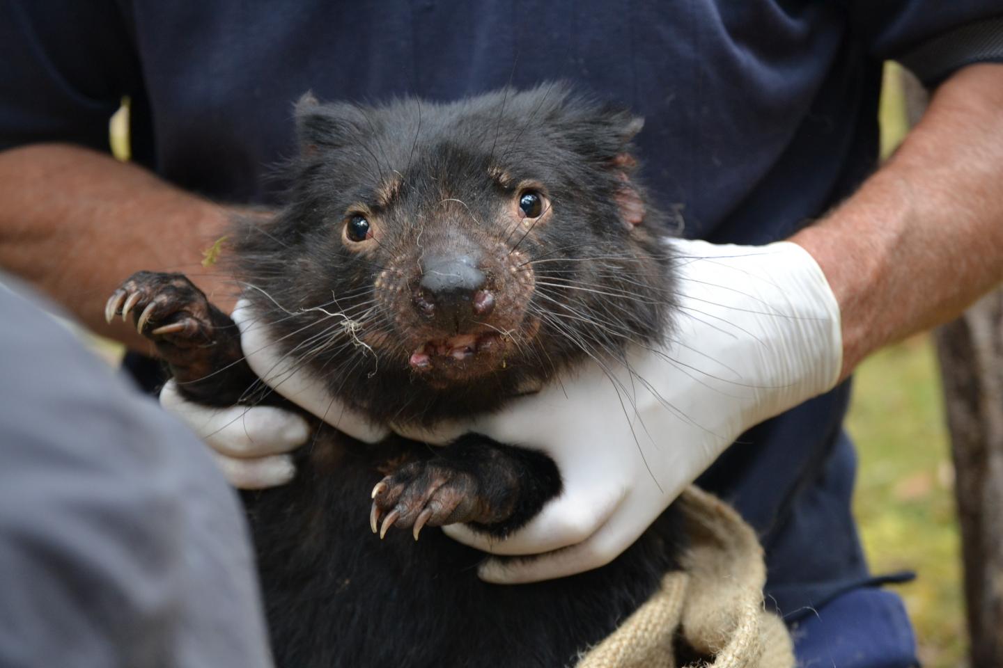 Tasmanian Devil facts: Shouting for Food