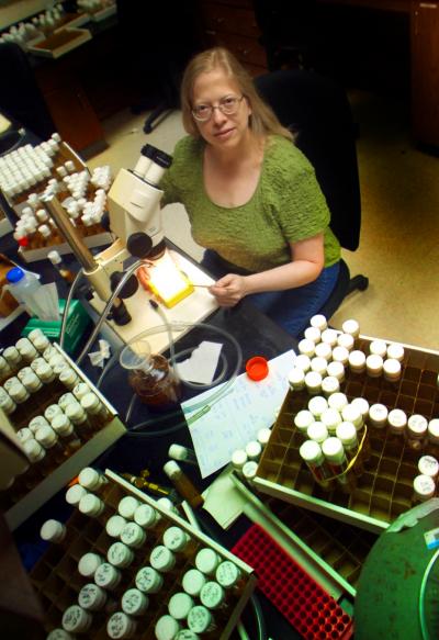Fruit Fly Helps Identify Protein Critical to Eggshell Formation That May be Pesticide Target