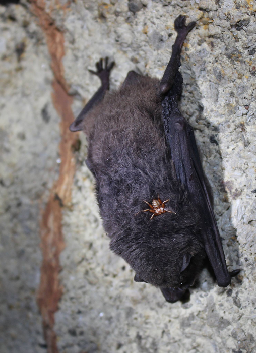 Bat fly on bat [IMAGE] | EurekAlert! Science News Releases