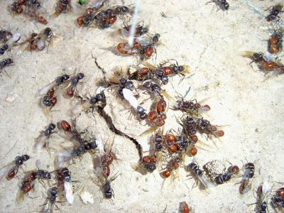 Genetics Help to Determine Ant Caste System (2 of 3)