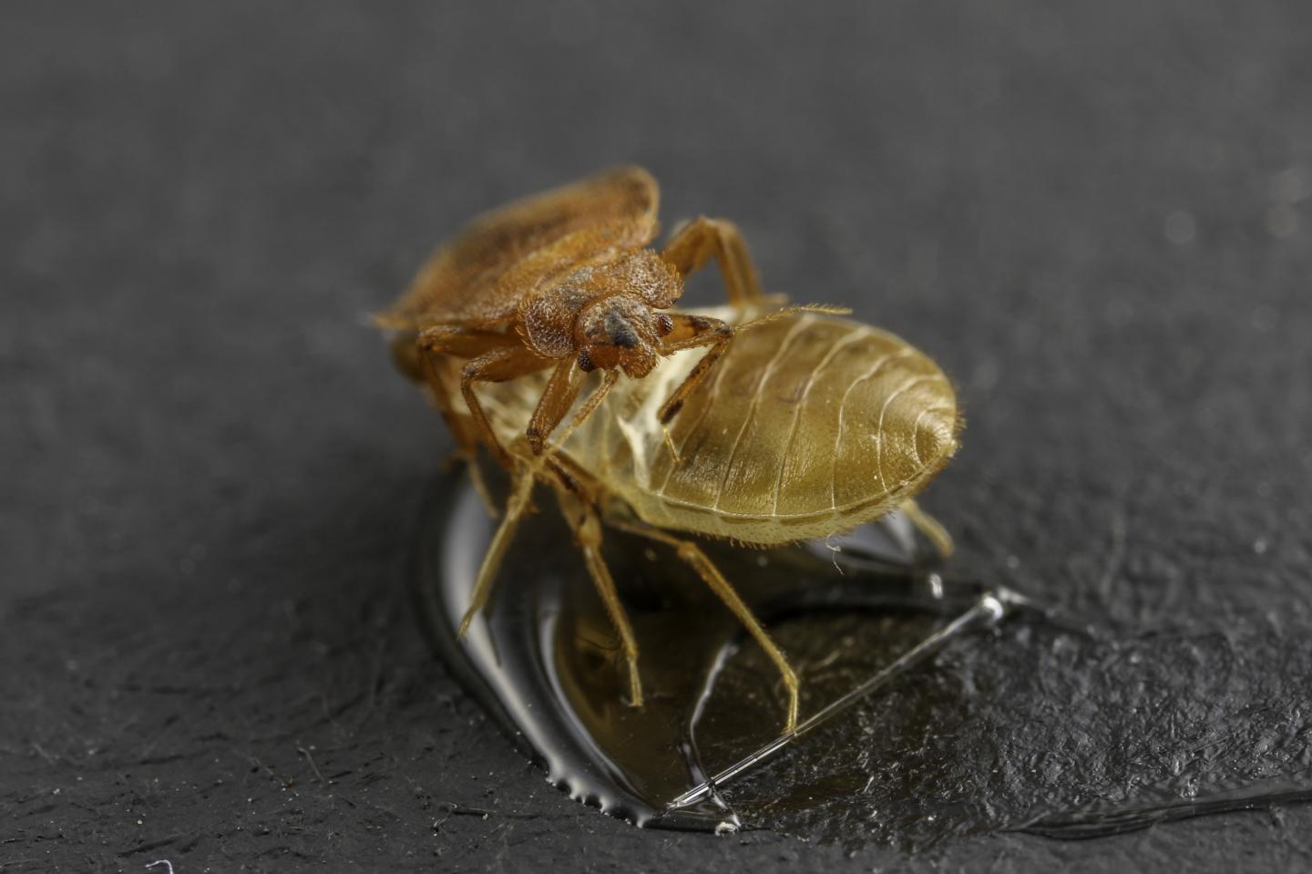 Bed Bug on Bed Bug Shed Skin