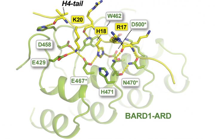 Molecule BARD1