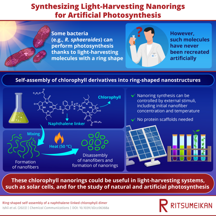 Synthesizing light-harvesting nanorings for artificial photosynthesis.