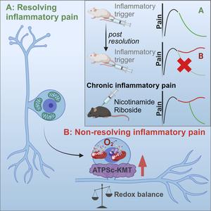 Graphical Abstract