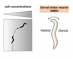 Sensory information integration in roundworms