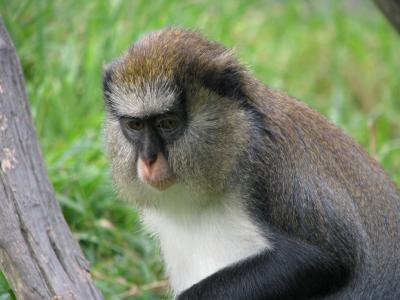 Female Campbell's Monkey