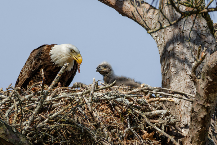 Viewing Bald Eagle and young