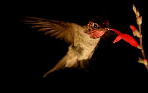 Anna's hummingbird at flower