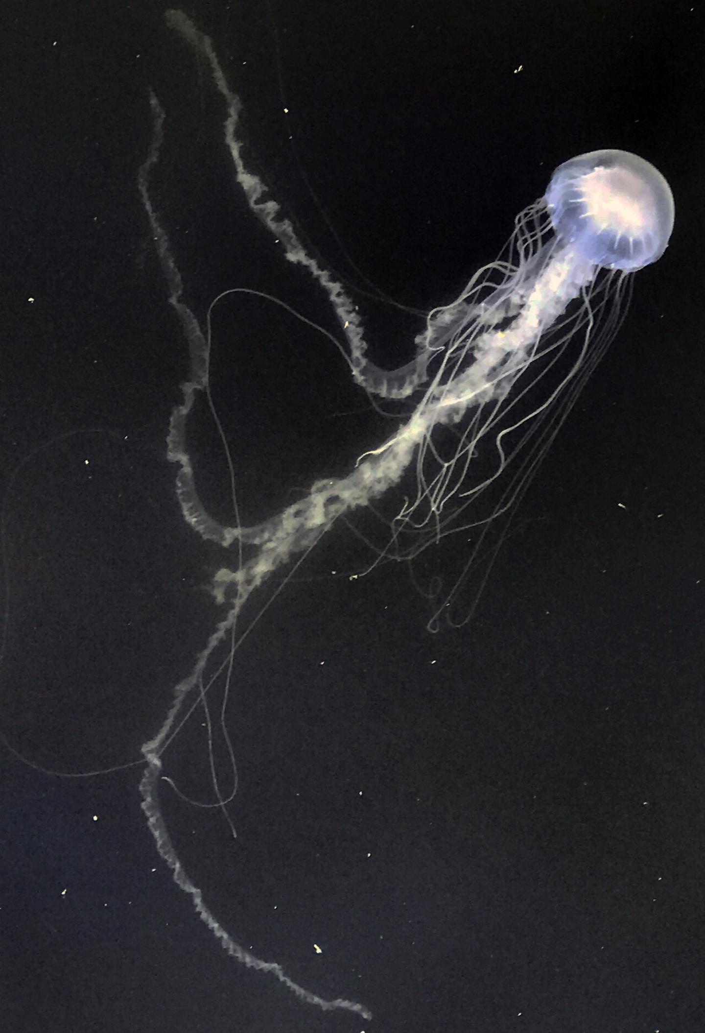 Bay Nettle Jellyfish