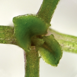 Poorly Developed Arabidopsis Thaliana