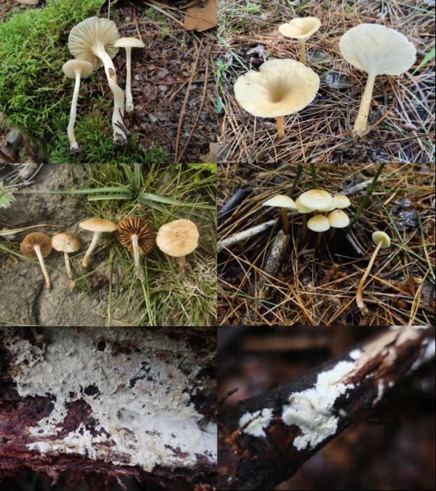 Several new species of macrofungi from southern Xizang, China