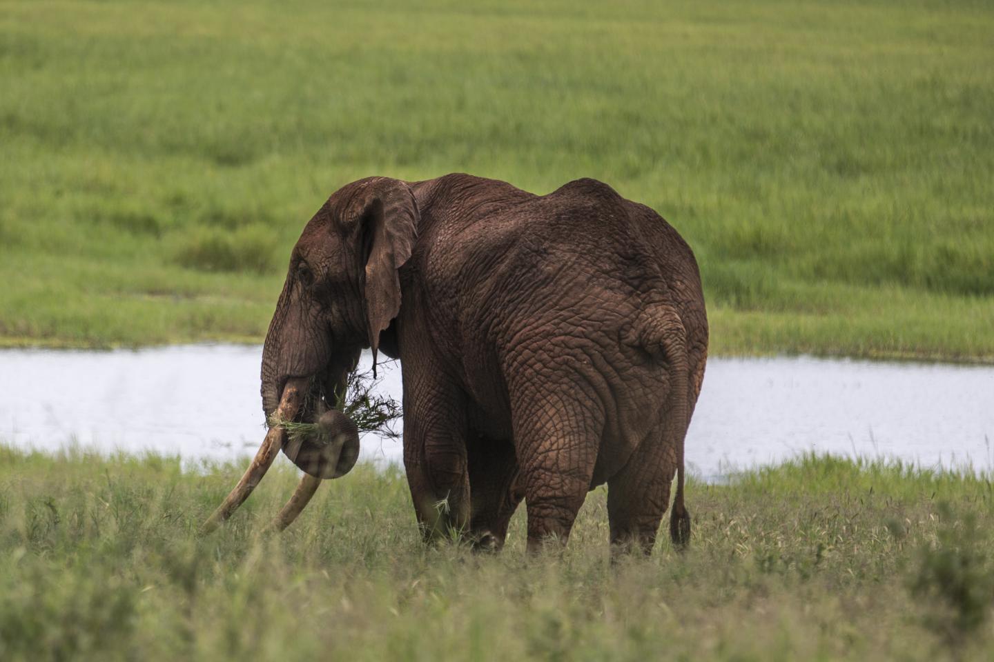 Elephant in Tanzania
