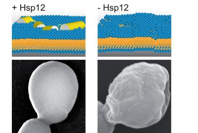 Yeast Stress Protein Hsp12 Stabilizes Cell Membranes