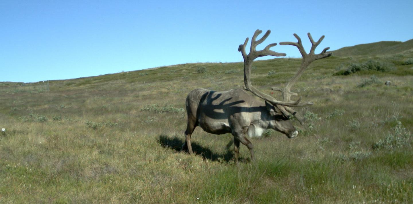 Greenland Caribou