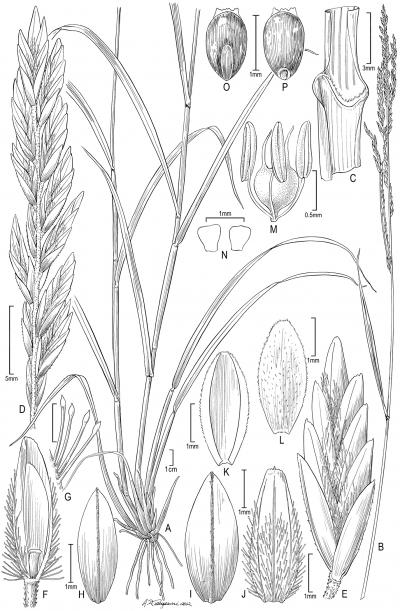 <I>Disakisperma eleusine</I>