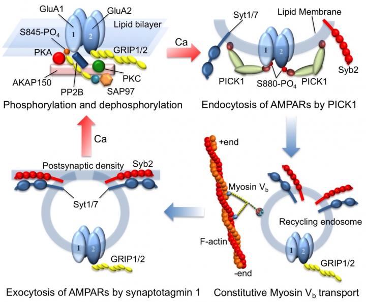 Membrane Distance Ruler and Regulation by Synaptotagmin