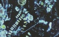 Close-Up Image of Phytoplankton